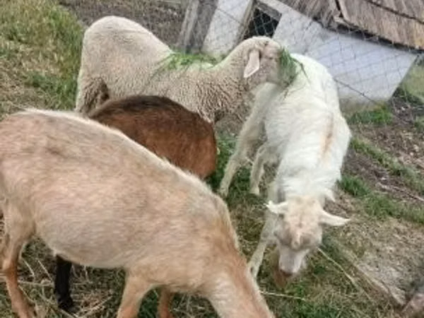 ვერძი, Merino sheep