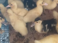 Ducks — Foto 2