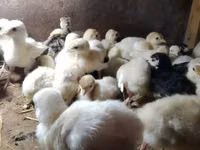Geese — foto 2