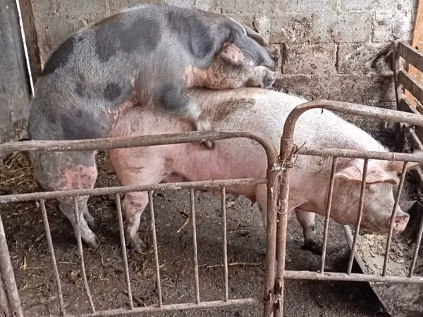 Sow, Pigs
