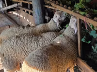 Bélier, Lacaune sheep — photo 3