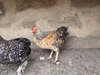 Chickens — Foto 2