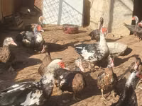 Ducks — photo 1