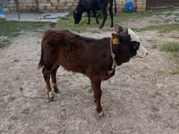 İnek, Simmental cattle — foto 1