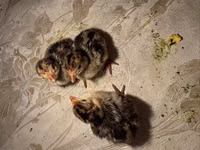 Turkeys — الصورة 2