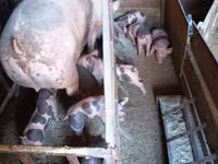 Eber, Schweine — Foto 4