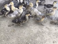 Ducks — foto 7