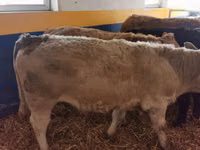 Taureau, Simmental cattle — photo 6