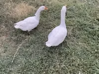 Geese — फ़ोटो 3