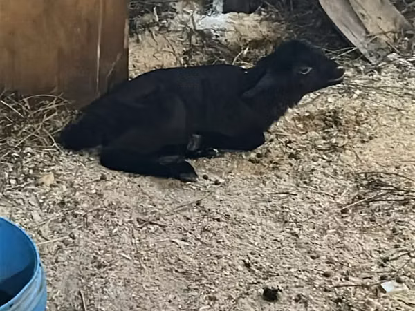 Bélier, Moutons