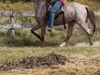 Kůň, Rocky Mountain Horse — foto 7