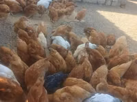 Chickens — foto 2