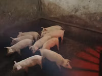 Säue, Schweine — Foto 3