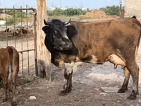 Vache, Bovins — photo 4