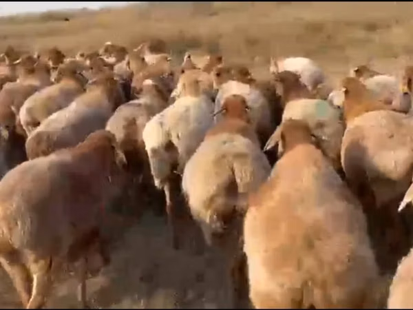 绵羊（批次，未指定性别）, Arashan sheep