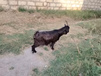 Echki, Echkilar — 3-rasm