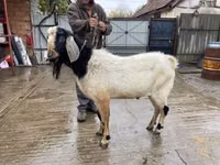 Billy Goat, Nubian Goat — photo 2