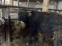 Toro, Ganado vacuno — foto 6
