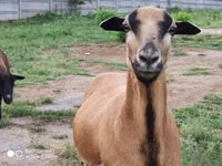 भेड़ें (लॉट, लिंग निर्दिष्ट नहीं), Cameroon sheep — फ़ोटो 1
