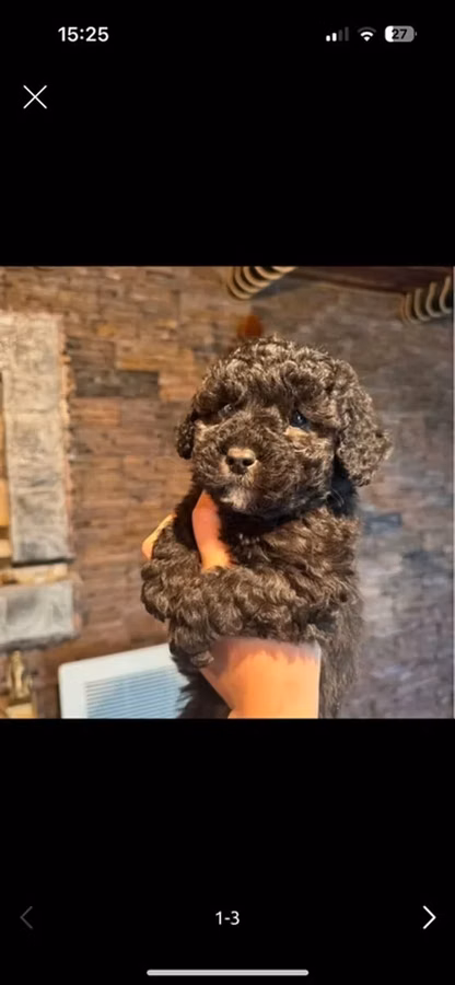 1aylıq Toy Poodle balaları – qara rəngli, sıx qıvrım tüklü Məhsulun