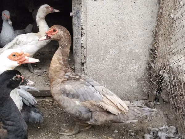 Ducks