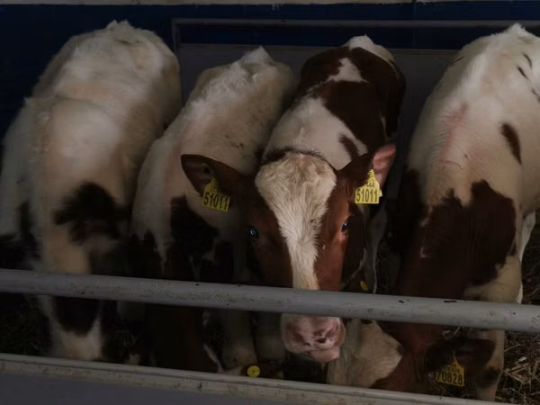 Bull, Simmental cattle