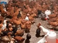 Chickens — Foto 4