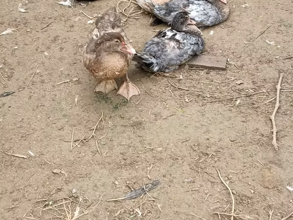 Ducks