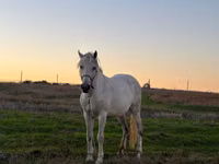 Yegua, Caballos — foto 1