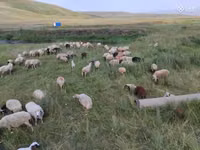雌羊, Balbas sheep — 写真 4