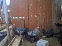Chickens — Foto 3