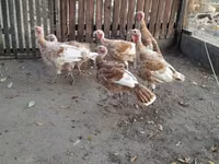 Turkeys — फ़ोटो 1