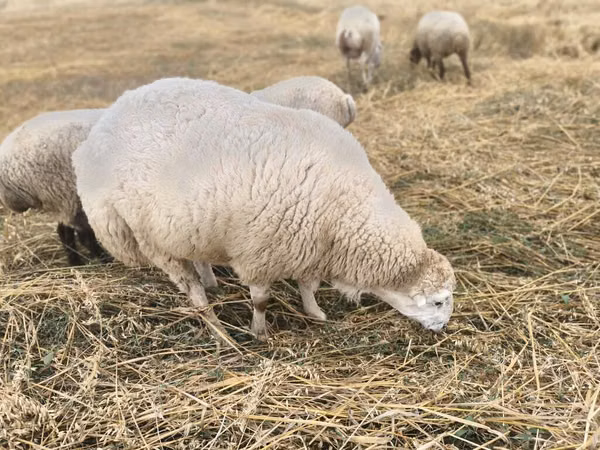 Qoç, Bardhoka sheep