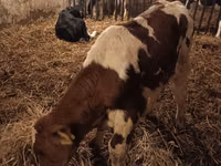 Buqa, Simmental cattle — 1-rasm
