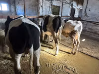 Buqa, Simmental cattle — 3-rasm