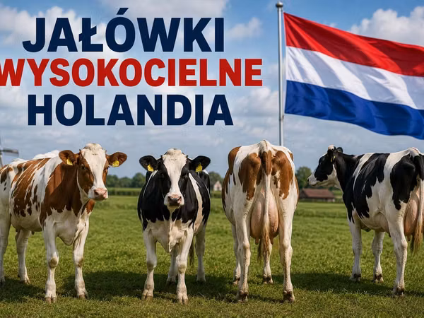 Sigir, Gollandiyalik zot