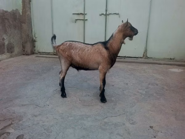 Kozioł, Kozy — Azerbejdżan