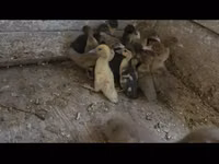 Ducks — foto 2