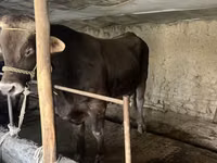 Bull, Cattle — photo 2