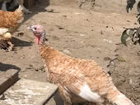 Turkeys — foto 4