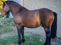 Kůň, Međimurje horse — foto 2