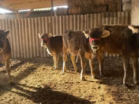 Vache, Swiss cattle — photo 3