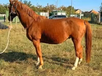 Caballo, Caballos — foto 3