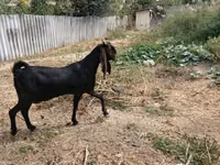 Cabra, Kamori goats — foto 5