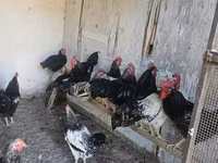 Chickens — الصورة 2