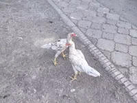 Shamo chickens — foto 8