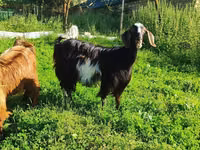 Ziege, Saanen goat — Foto 1