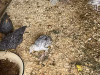 أبيض عريض الصدر — الصورة 1