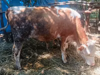 Krava, Simmental cattle — foto 3