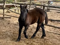 母马, Horses — 照片 6